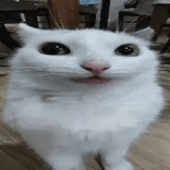 과즙