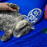 joujoucat