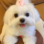 xidog01